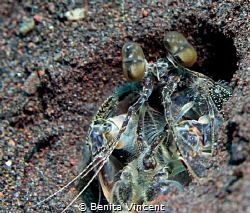 Interesting shrimp, Seraya, Indonesia by Benita Vincent 